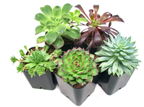 Plantas suculentas (paquete de 5), de Plants for Pets